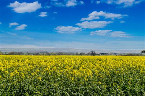 Use this item to receive your gift. worth: Flowers Meadow And Blue Sky Free Stock Photo - Public ...