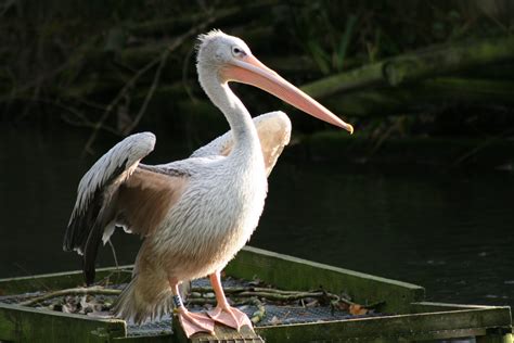 Pelican Facts Birdland Park And Gardens