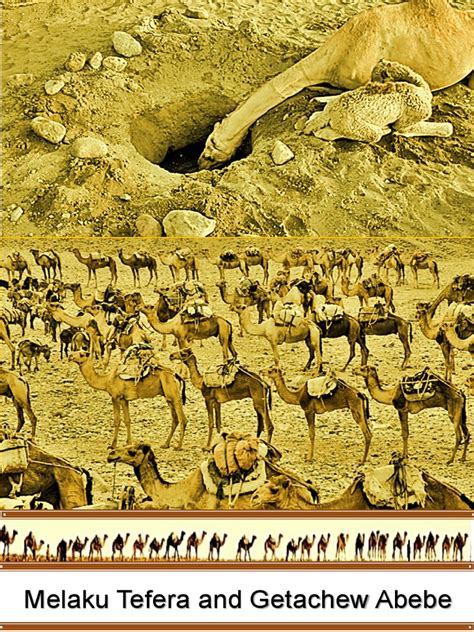 Study on practices and problems of camel production in afder zone of somali national regional state, ethiopia. Camel in Ethiopia | Pastoralism | Evapotranspiration