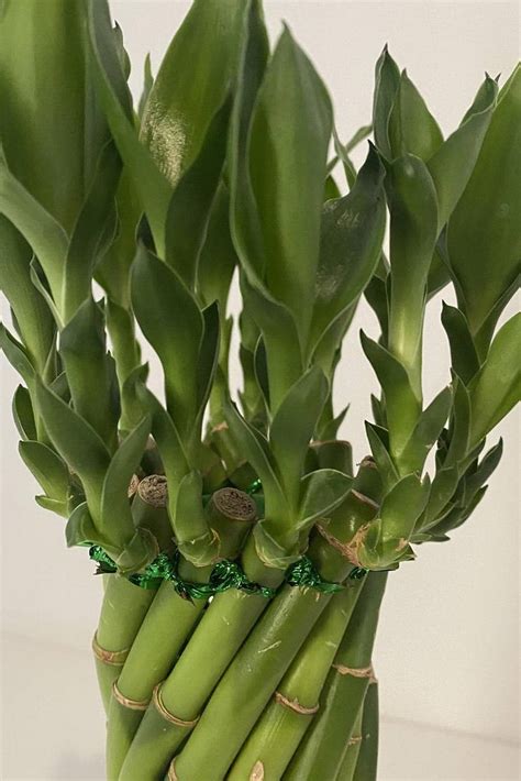 Many people give this plant for housewarming gifts, birthdays, anniversaries and other positive events. Twisted Lucky Bamboo Self Watering - Non-Flowering ...