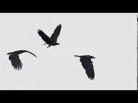 This template contains 8 sound effects, 6 transitions, 3 logos reveals, 3 title animations and 21 elements. Three Black Birds Flying Over Screen Motion Graphics - YouTube