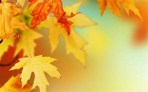 Fall Leaf Backgrounds Wallpaper Cave