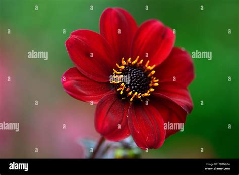 Reiche Blumen Fotos Und Bildmaterial In Hoher Auflösung Alamy