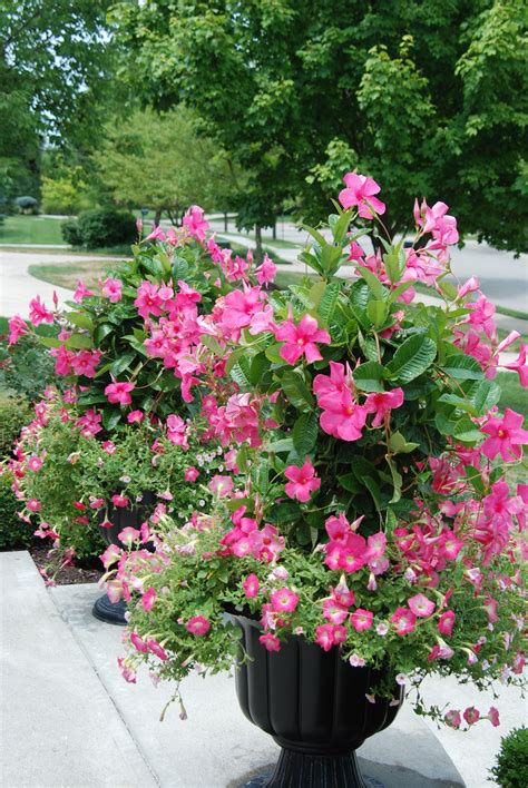 Annual Flowering Vines For Pots 24 Best Vines For Containers Climbing Plants For Pots