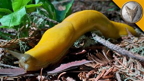 This Giant Slug Is Bananas Youtube