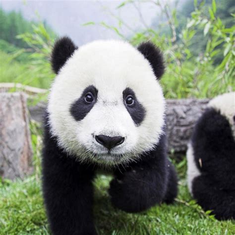 Pin De Bertha Phillips Em Animals Ursos Panda Bebê Pandas Filhote