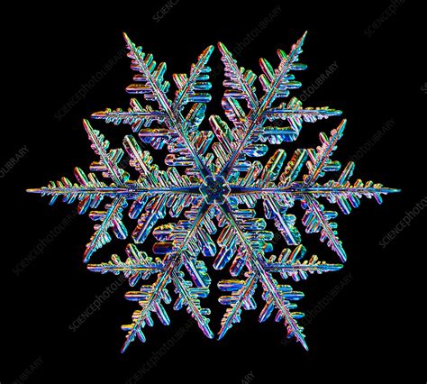 Light Micrograph Of A Fernlike Stellar Dendrite Snowflake Snowflakes