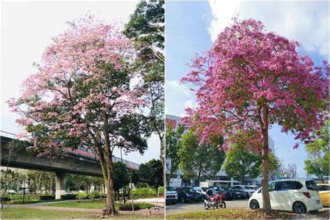 Trumpet Trees Singapores Sakura Flowering Out Of Season In October