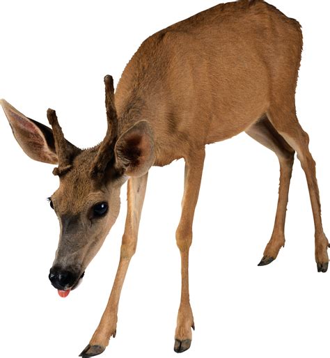 Deer Png Image Transparent Image Download Size 2181x2369px