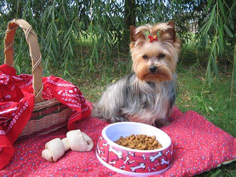 How to Improve Your Bond With Your Pet