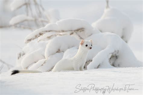 Can You Spot The Ermine Shetzers Photography