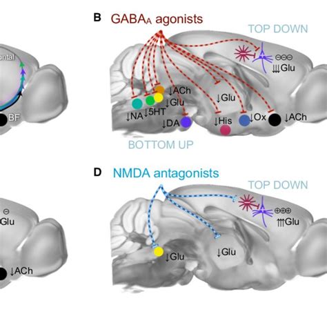 Principal Mechanisms Of Anesthesia A Brain States Are Governed By