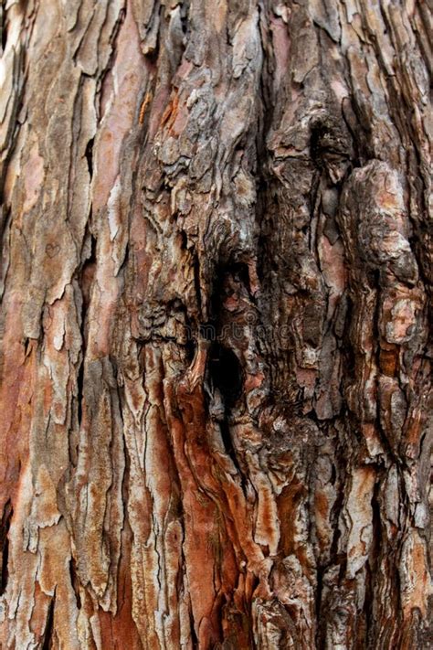 Close Up Of A Tree Brown Tree Bark Bark Texture Stock Photo Image