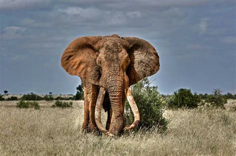 Big Bull Elephant In Kenya Majestic Animals Elephants Photos Bull