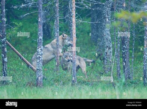 Two Wild European Grey Wolves Canis Lupus Interacting On Woodland