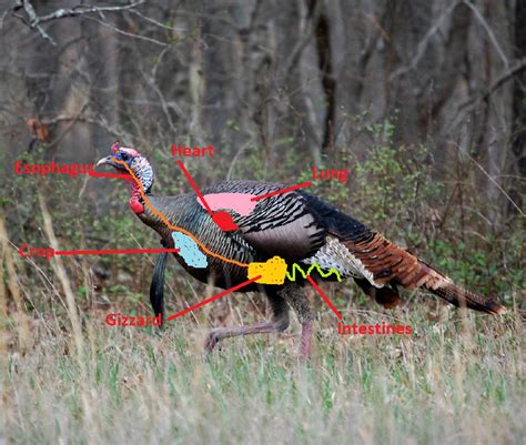 Turkey Anatomy What The What Strutting Tom Com
