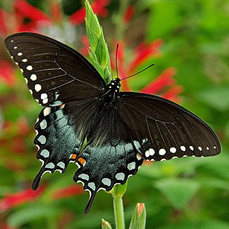 Black And Blue Spicebush Swallowtail Gardens With Wings