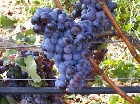 Scopi questa è la premessa che ha motivato la nascita della nostra associazione che vuole così raccogliere questa grande. Vino : Come fare il vino in casa