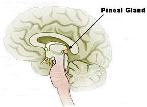 Pineal Gland Model