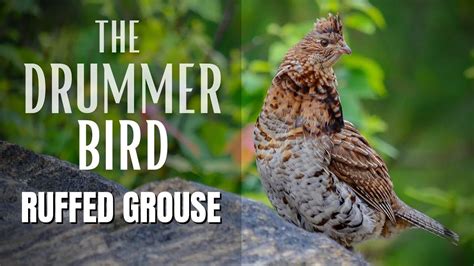 The Ruffed Grouse Drummer Bird Youtube