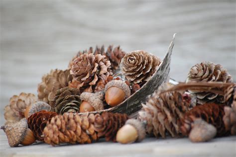 Real Pine Cones Real Acorns Birch Bark Christmas Table