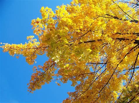Yellow Maple Tree · Free Photo On Pixabay