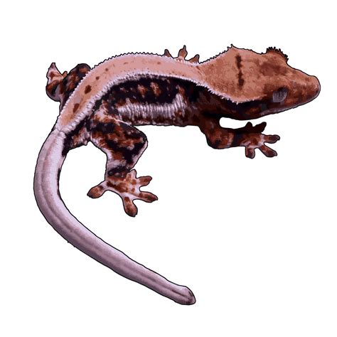 Gecko PNG Picture PNG Mart