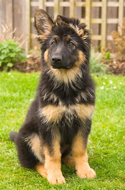 Long Haired Black And Red German Shepherd Dog Looks Like Our Ben Did