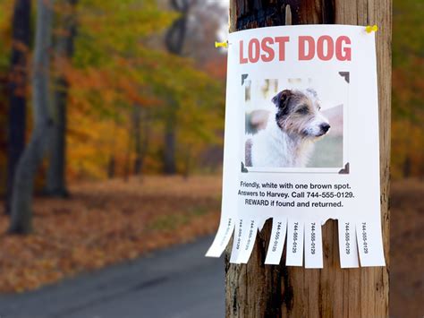 How To Help A Lost Dog Find His Way Home