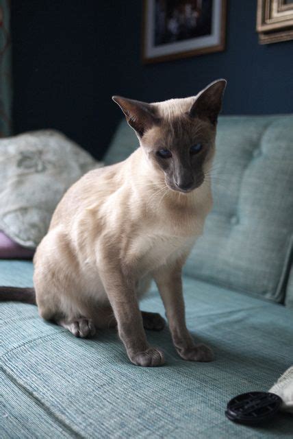 The siamese cats are considered to be a unique breed among the cat family. blue point siamese cats | Flickr: The Blue Point Siamese ...