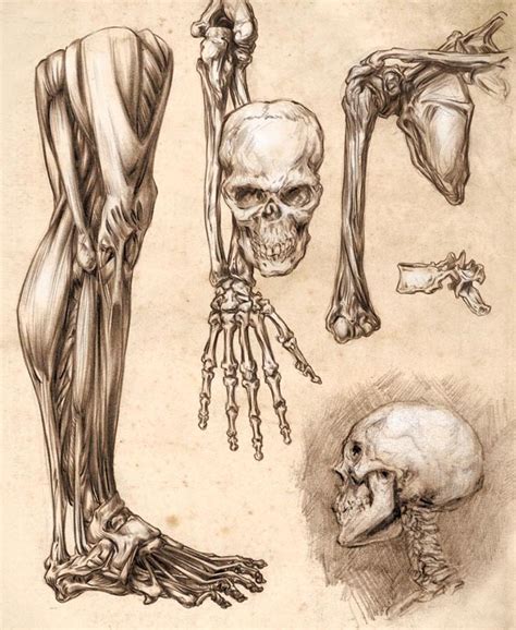 Design Context Ougd403 Research Into The Human Anatomy