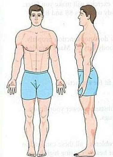 Ecto Endo Or Mesomorph What Body Type Are You Male Research