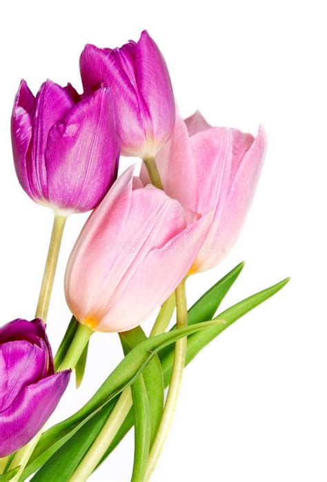 Spring Tulip Flowers Bunch Stock Image Image Of Flora 54318337