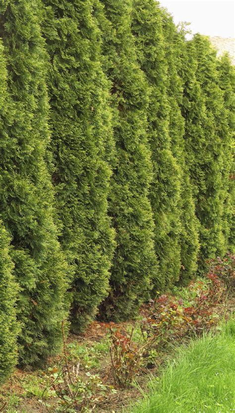 Evergreens With Quick Growth Learn About Evergreen Shrubs