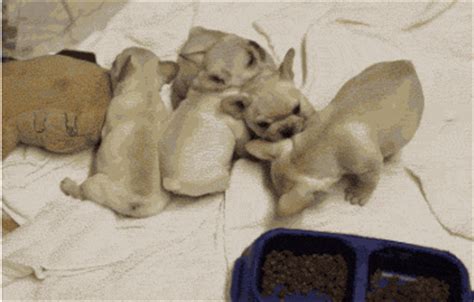 Adorable Animated Puppy Gifs - Best Animations