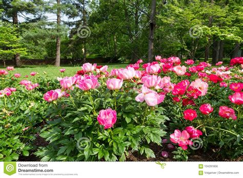 Blooming Pink Peony Flower In Park Garden Stock Photo