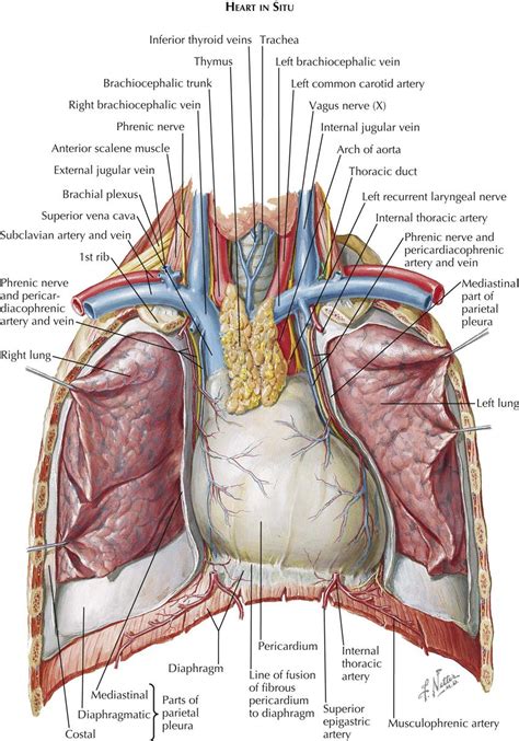 1 Anatomy Thoracic Key