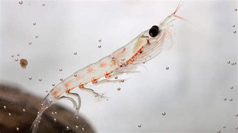 Krill Fishing Companies Agree To No Take Zones In The Antarctic The