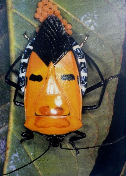 Bug With Human Face By Nizha Farhan Abdul Rahman