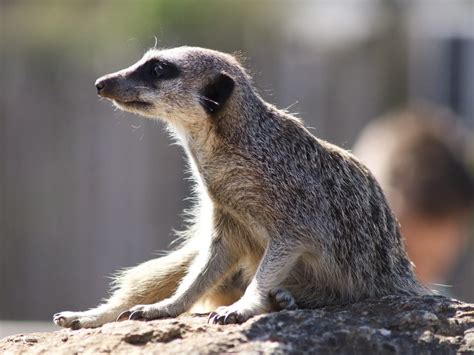 16 Magical Facts About Meerkats Fact City