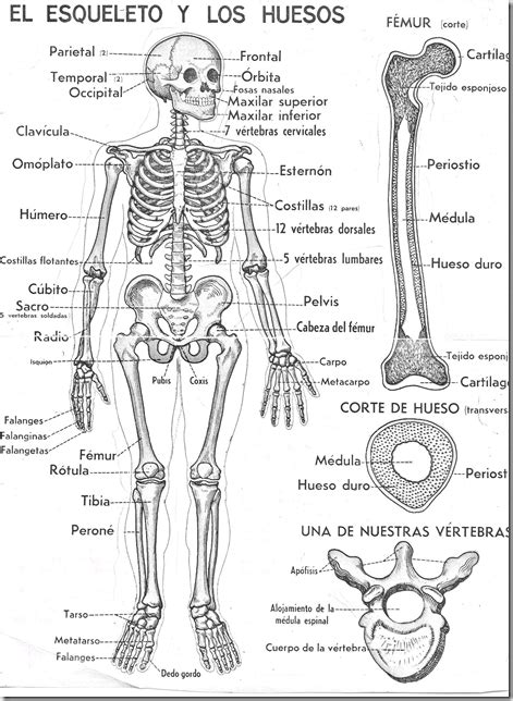 El Esqueleto Y Los Huesos Para Colorear Human Skeleton Anatomy Human