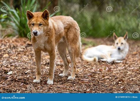 Two Dingoes Canis Lupus Dingo Victoria Australia This Native