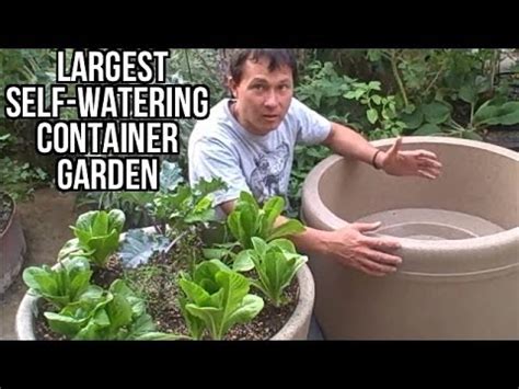 I homemade a few containers out of rubbermaid bins and garden irrigation pipe. Largest Self Watering Container Garden Lasts a Month ...