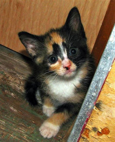 27 Best Calico Colored Animals Images On Pinterest Calico Cats