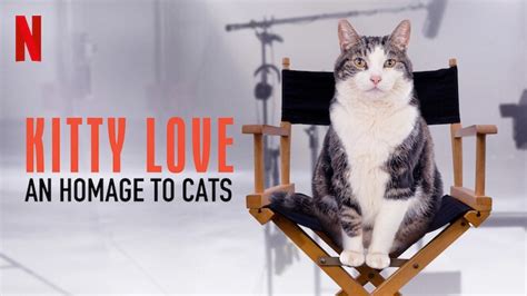 Kitty Love An Homage To Cats 2021 Movie Review Jerome Reviews