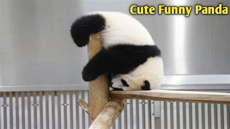 Soo😍funny And Cute Panda Compilation 🐼 How Cute Video 2020 Youtube