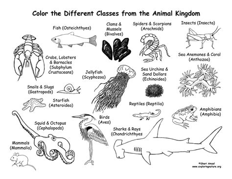 Pets and animals on the farm. Animals From Every Class of the Animal Kingdom Coloring Page