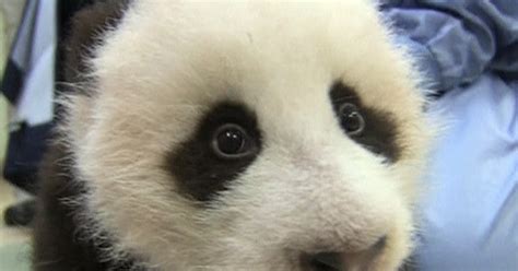 San Diegos Baby Panda Gets First Tooth