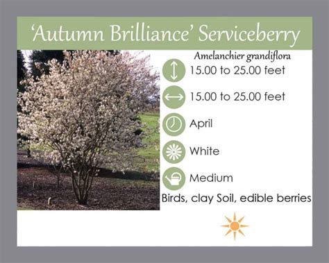Buy Serviceberry Autumn Brilliance Laurens Garden Service Garden