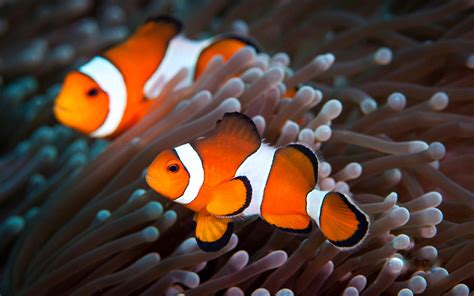 They're so tiny and colorful, and they have an adorable way of hiding in anemones (or trying to hide), peeking out with only their heads. Clown Fish Wallpapers | PixelsTalk.Net